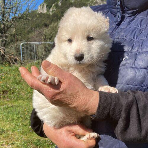 Akbas - Maschio - 2 Mesi (Nato Indicativamente A Febbraio 2026) - Razza: Meticcio Simil Pastore Maremmano - 